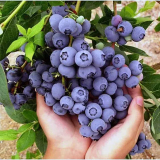 I have a berry farm