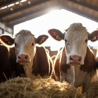 I breed cows