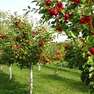 I have an orchard