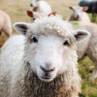 I raise sheep