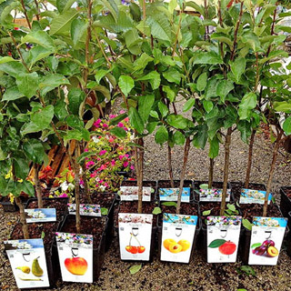 I have a tree nursery